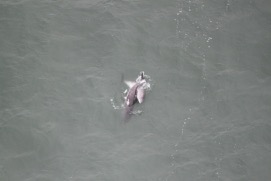 Missing Picture